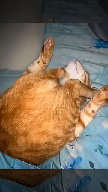 Funny cats 🐱 смотреть онлайн