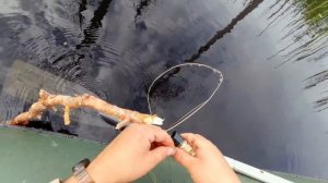 Дикая жизнь на острове. Таёжное озеро полное рыбы. Рыбалка на удочку и самоловки.