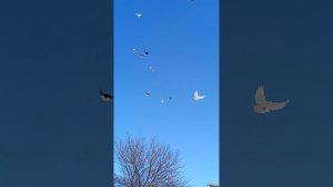 мои голуби (89895013708) Андрей