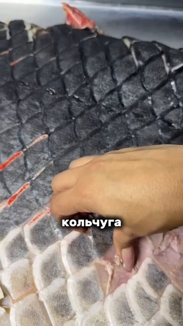 Чешуя этой рыбы выдержит любой укус смотреть онлайн