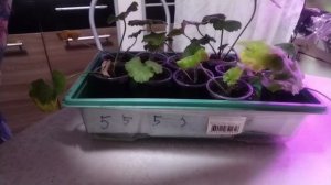 Жизнь пенсионеров.