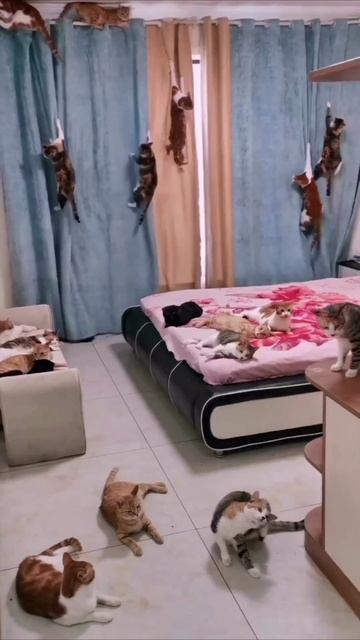 Смешные коты #109-2