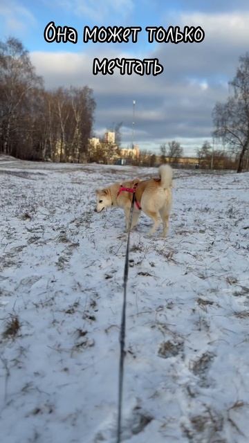 Мики ждёт родителей в приюте