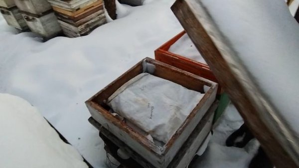 идет потепление что надо сделать пчеловоду.