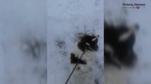 Смешные собачки! гуляют и поют! #собаки