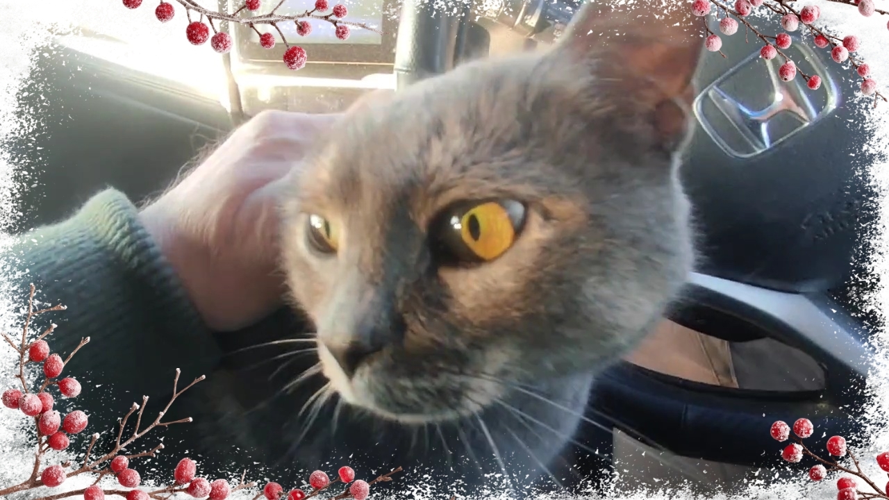 Поездка Ейск-Краснодар. Прогулка по Лемана Про. Усатая пассажирка. смотреть онлайн