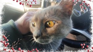 Поездка Ейск-Краснодар. Прогулка по Лемана Про. Усатая пассажирка.