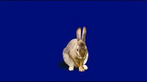 зайчик 04_encoded