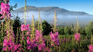 Сибирь с дрона.