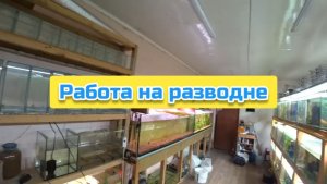 Работа на разводне