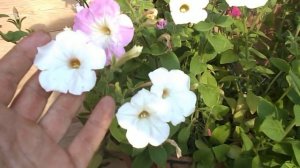 Викторианская Полуампельная Петуния Смесь Окрасок - Petunia English Victorian