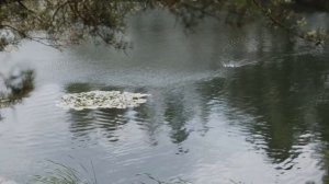 Облака в реке Песня 447-ая на канале