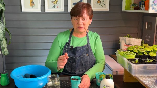 Первая подкормка ранних томатов.