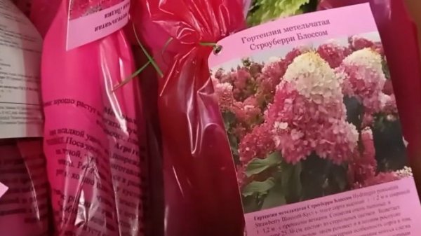 В Светофор привезли семена, саженцы роз и гортензий