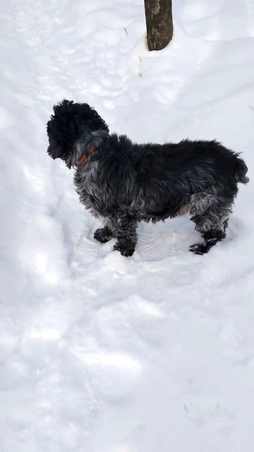 Джексон на прогулке | © 2026