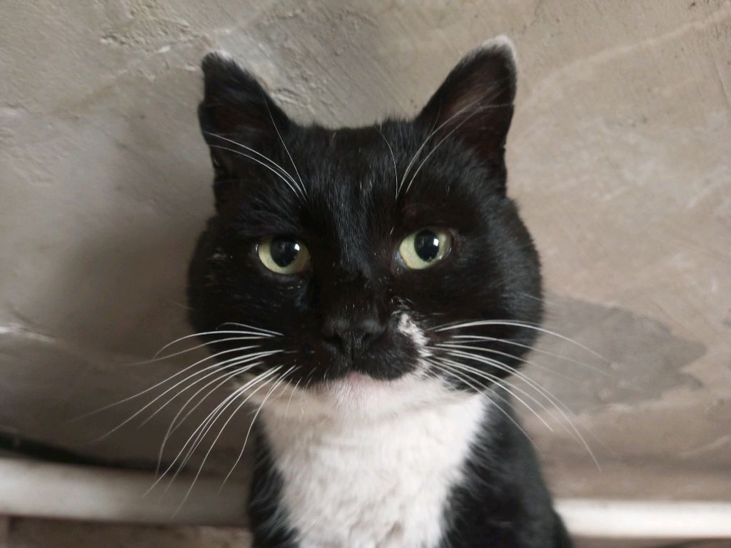 просто стрим смотреть онлайн