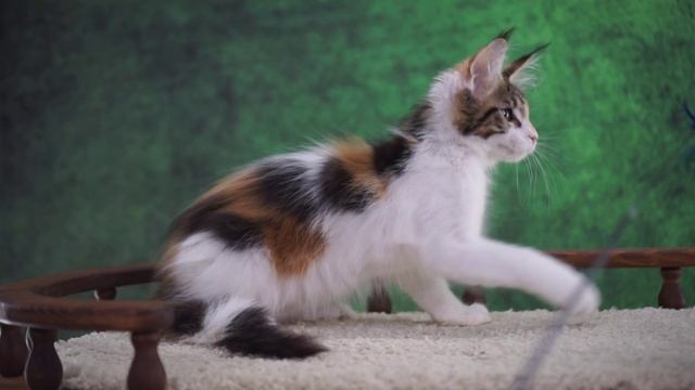 Renesmee 3 месяца смотреть онлайн