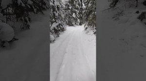 Пешее патрулирование леса