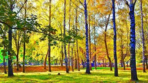 ПАРК СОЛОВЬИ г. Брянск