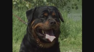 Ротвейлер. Рассказ о породе.