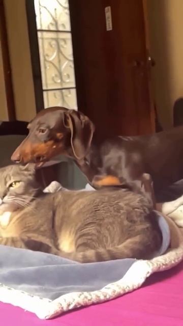 Произошёл внезапный кусь смотреть онлайн