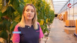 Первые весенние огурцы готовятся собирать в теплицах одного из предприятий областной столицы.