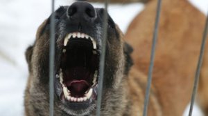 Подросток пострадал после нападения бродячей собаки на остановке в Красноярске