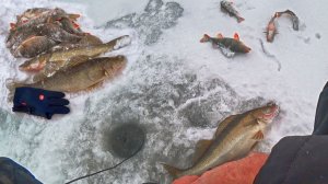 СУДАКИ АТАКУЮТ БАЛАНСИР ВМЕСТО ОКУНЯ! ГЛАВНОЕ НЕ ПАЛИТЬ КОНТОРУ! Зимняя рыбалка на судака на Волге.