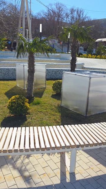 На набережной в Кабардинке шикарные Агавы накрыли коробами уже после того как они погибли смотреть онлайн