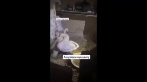 Крылья верности.