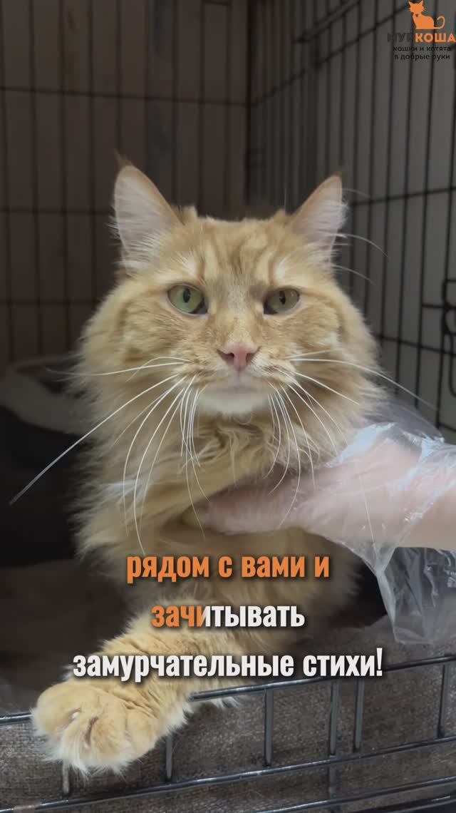 Есенин ждёт вас в приюте #Муркоша смотреть онлайн