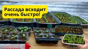 Рассада всходит в разы быстрее- попробуйте применить пенопласт!