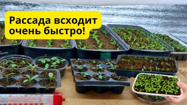 Рассада всходит в разы быстрее- попробуйте применить пенопласт!