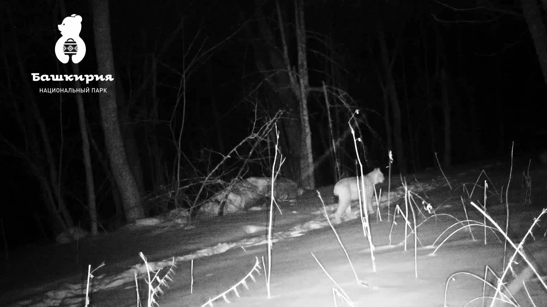 Ночная охота рыси попала в объектив фотоловушки в Башкортостане смотреть онлайн