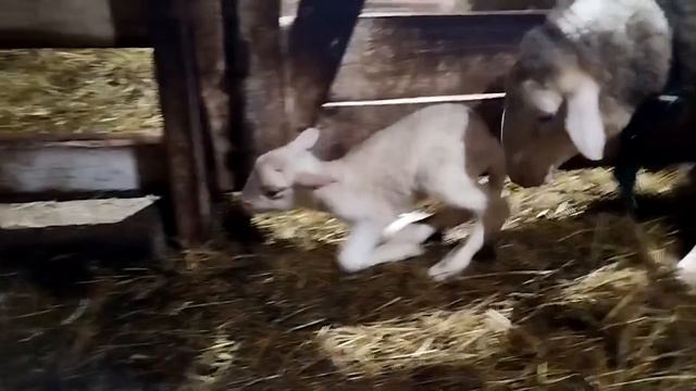 Еще один лакончик на нашей усадьбе 🌿 смотреть онлайн