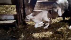 Еще один лакончик на нашей усадьбе 🌿