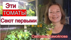 ЭТИ ТОМАТЫ СЕЮТ ПЕРВЫМИ!