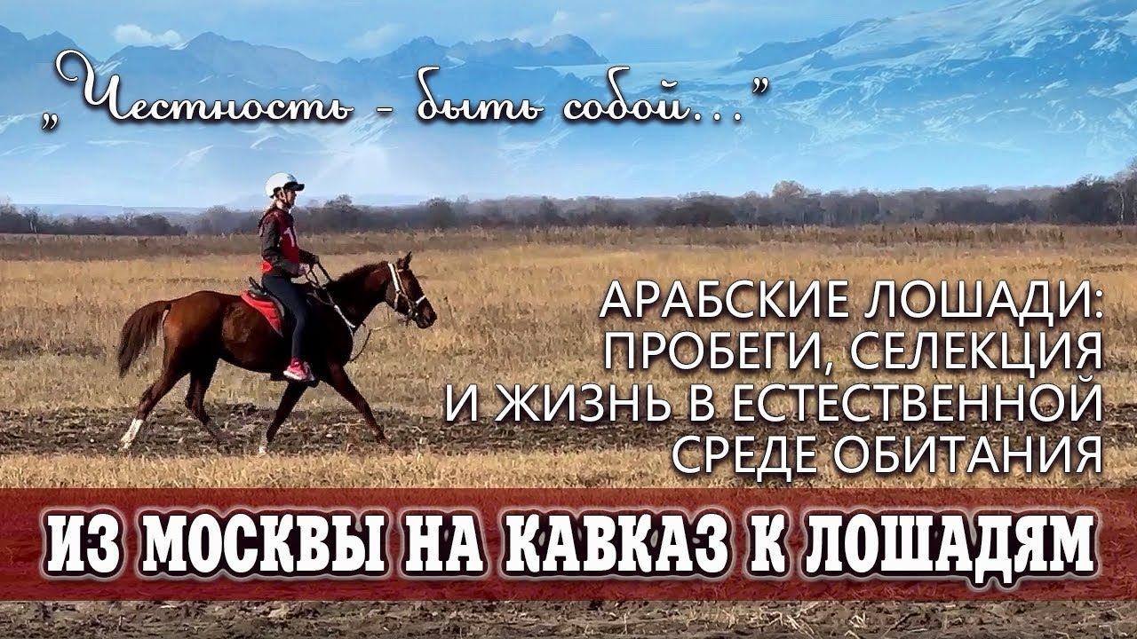 Из Москвы на Кавказ к лошадям