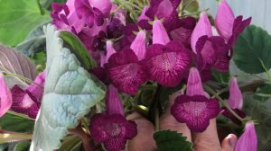 АХИМЕНЕСЫ. Уже пора 🙈? Давно пора ☘️🌸🌿