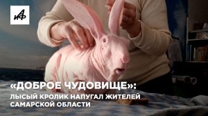 «Доброе чудовище»: лысый кролик напугал жителей Самарской области