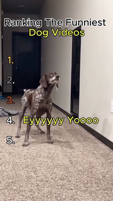 Ranking The Funniest Dog Videos смотреть онлайн