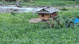 37серия/Жизнь в горной деревне Непала | в непальской бедной, но счастливой семье