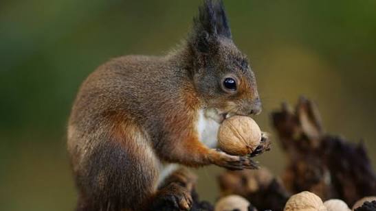 БЕЛКА 🐿️ КУШАЕТ ОРЕШКИ