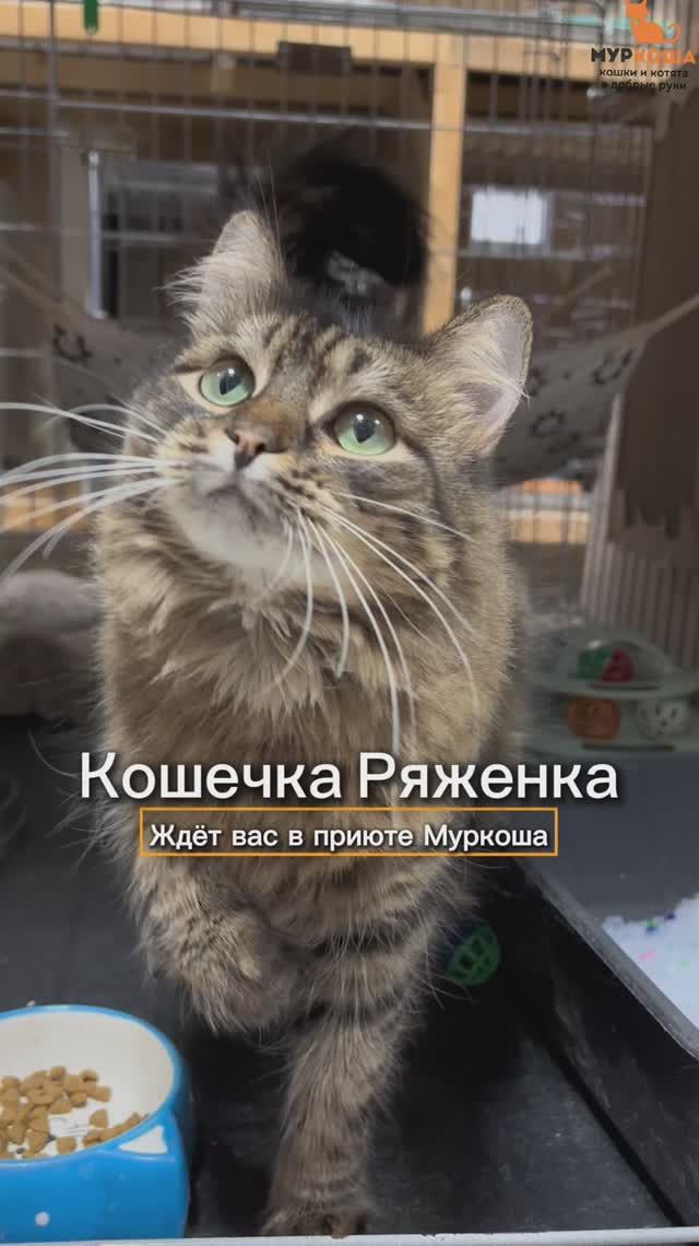 Ряженка ждёт вас в приюте #Муркоша смотреть онлайн