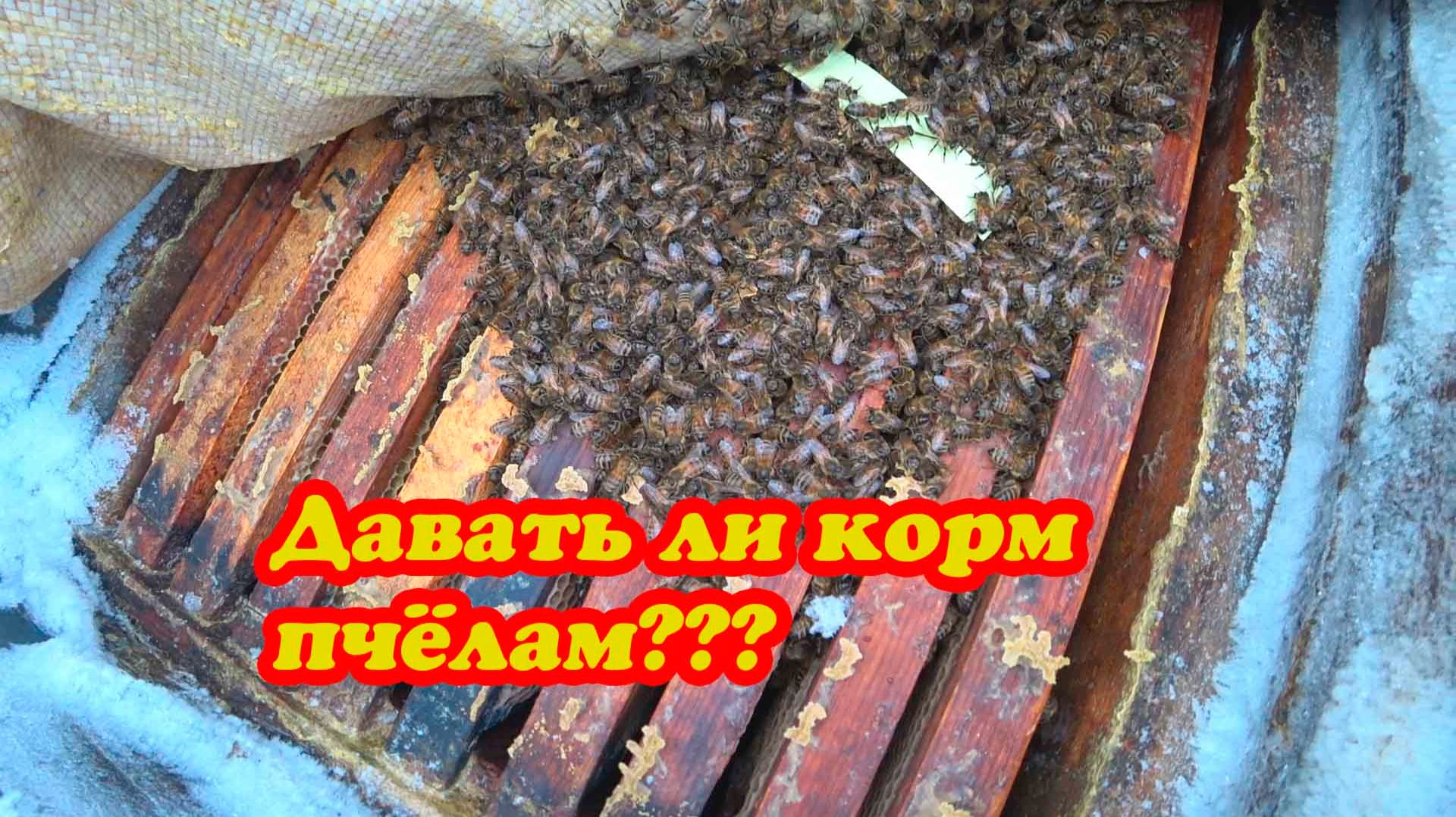 ЗИМОВКА ПЧЁЛ НА ВОЛЕ В ФЕВРАЛЕ, СМОТРИМ СОСТОЯНИЕ ПЧЕЛОСЕМЕЙ, КЛУБЫ И КОРМА смотреть онлайн