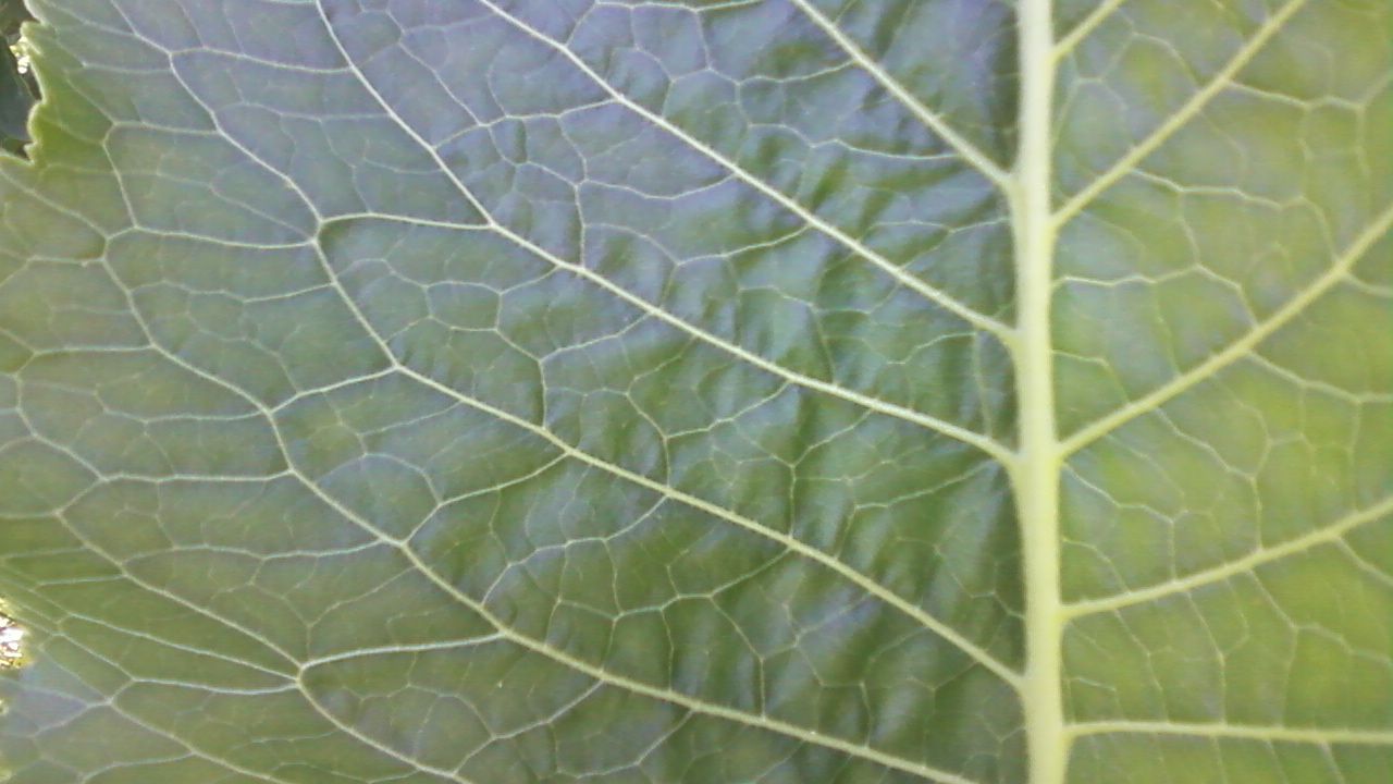 Капуста - создано на сайте ТвойХит.рф стихи Е. Касаткиной.