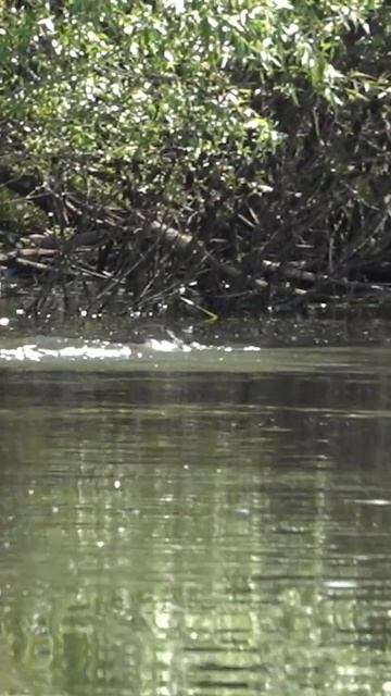 Шикарные кадры атаки рыбы! Просто дух захватывает! смотреть онлайн