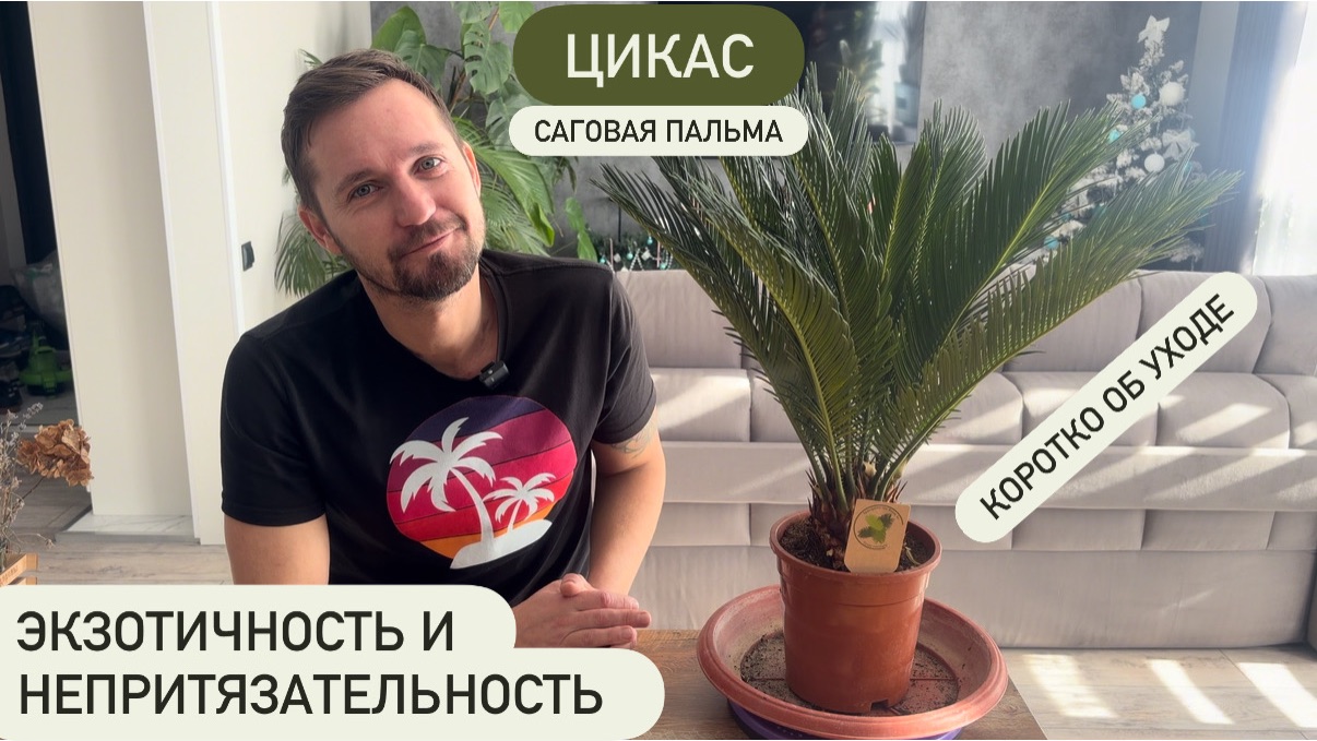 Цикас(Саговая пальма, Саговник) Уход в домашних условиях-полив,влажность воздуха, грунт,освещение
