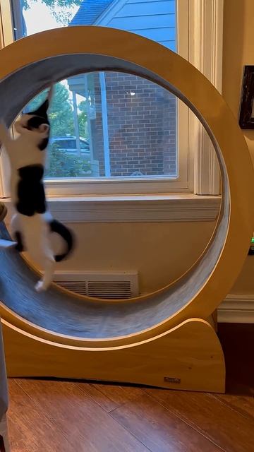 Cat treadmill.😂🤣 #catlover #funnyvideos #funnycatvideos смотреть онлайн