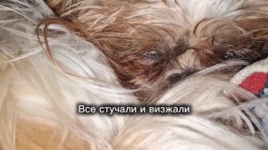 Момент.Соседи.        Или.Соседи.Момент🐶🤣